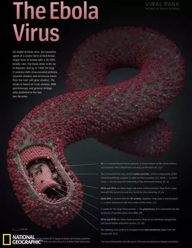 泰國病毒最新動態，全面應對引發全球關注