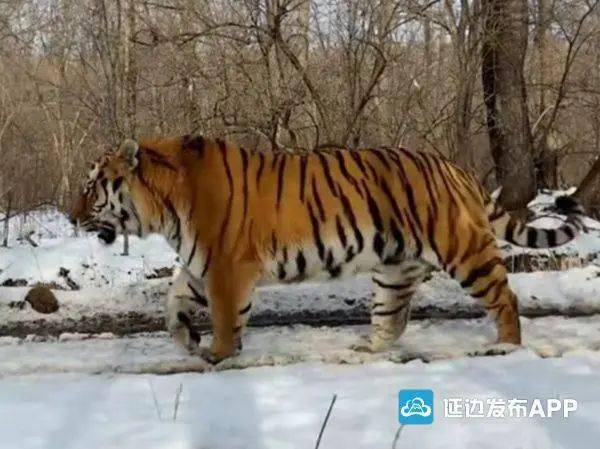 東寧虎豹公園，自然生態保護典范與創新實踐最新動態