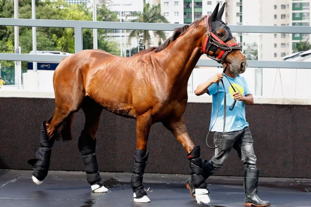 今晚澳門特馬開什么今晚四不像,最佳精選解釋落實_UHD款96.557