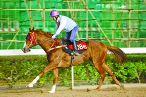 澳門今晚開特馬四不像圖,快速落實方案響應_SHD41.52