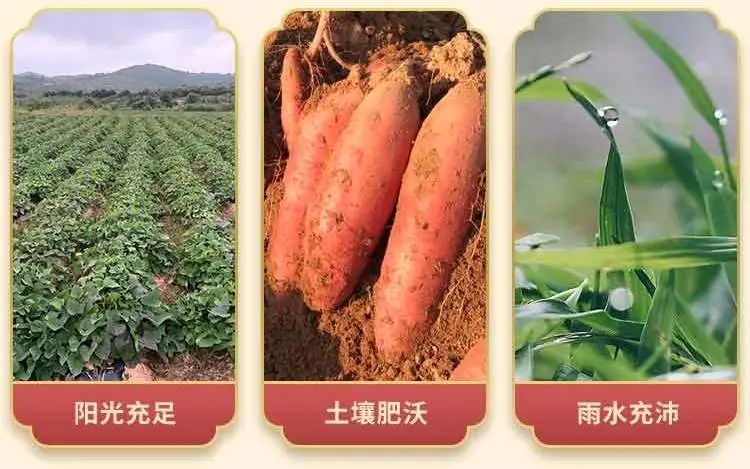 煙薯25最新價格走勢分析