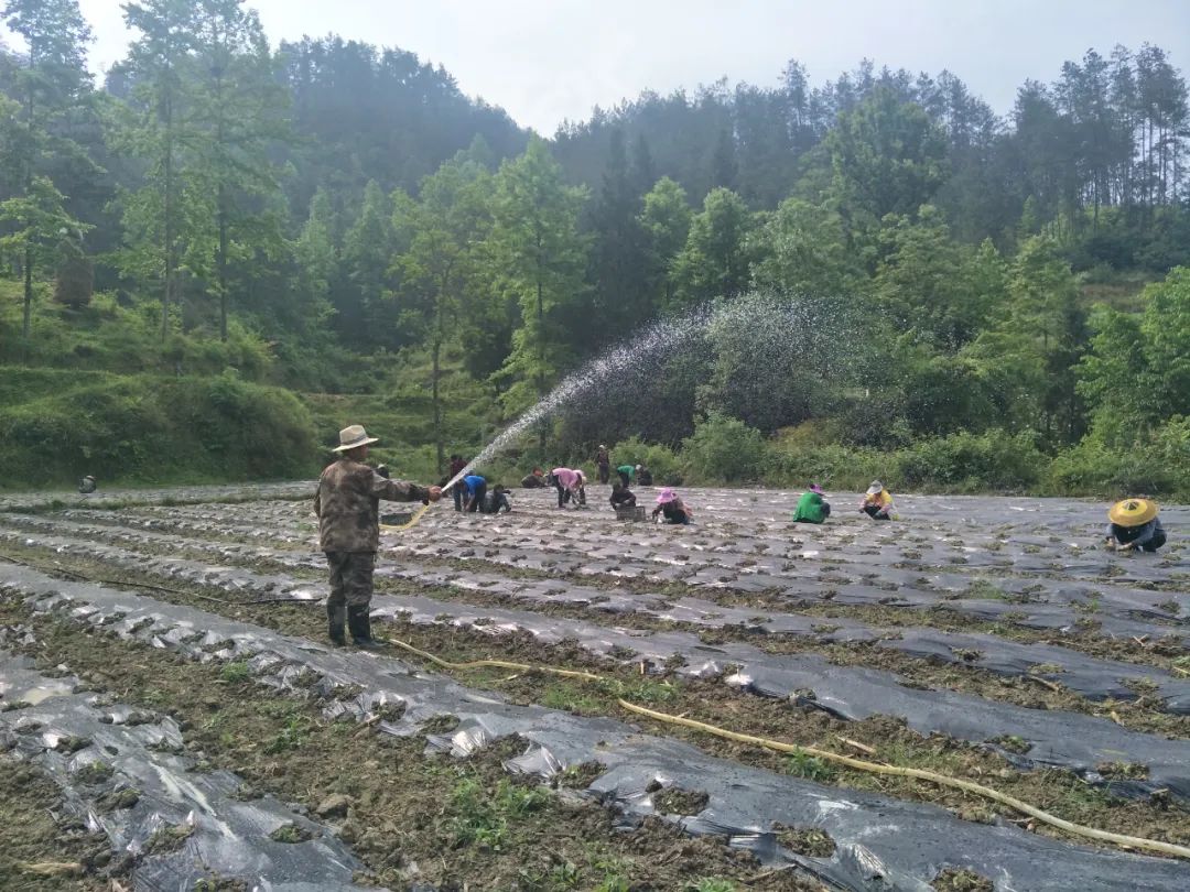 沿河壩村新任領導引領鄉村開啟繁榮新篇章