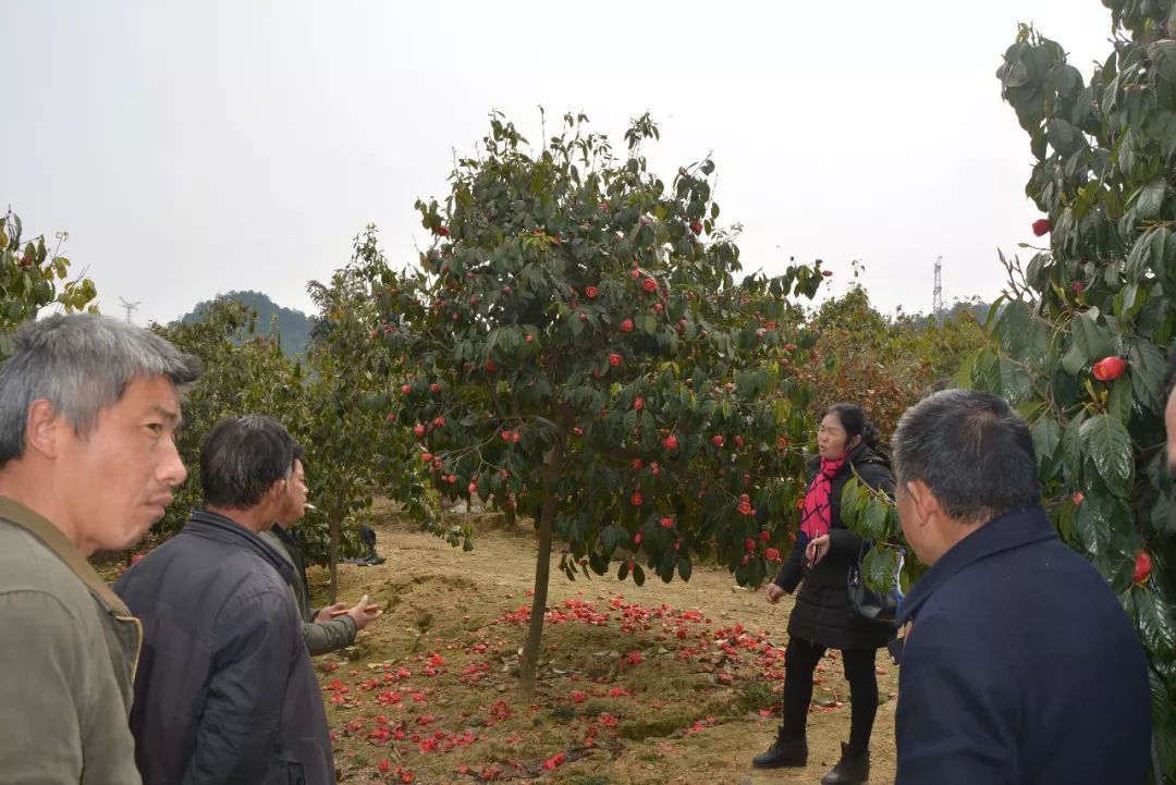 花雙村民委員會啟動最新項目，振興鄉村共筑美好未來